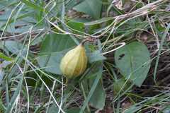 Luffa acutangula